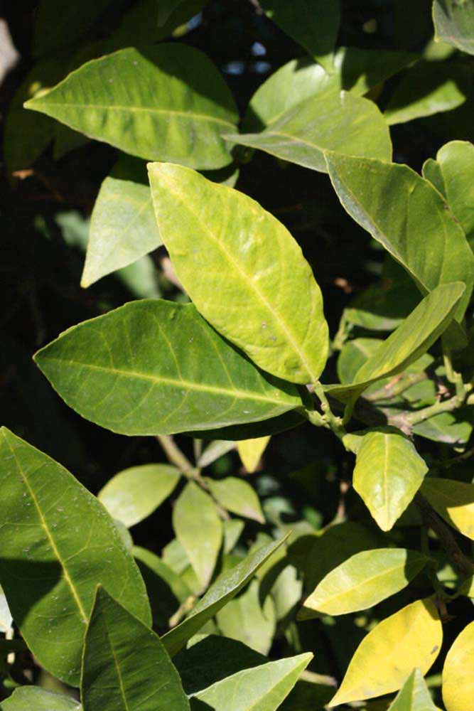            Sun leaves (Bream Tarocco, Riverside, CA)   